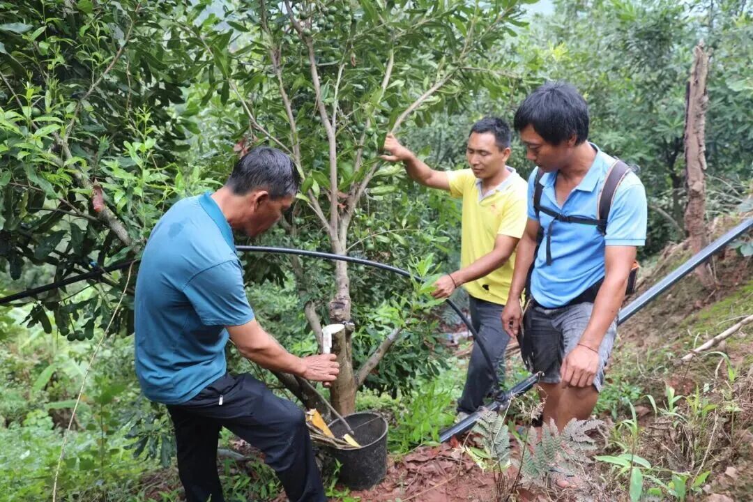 坚果树管护.jpg