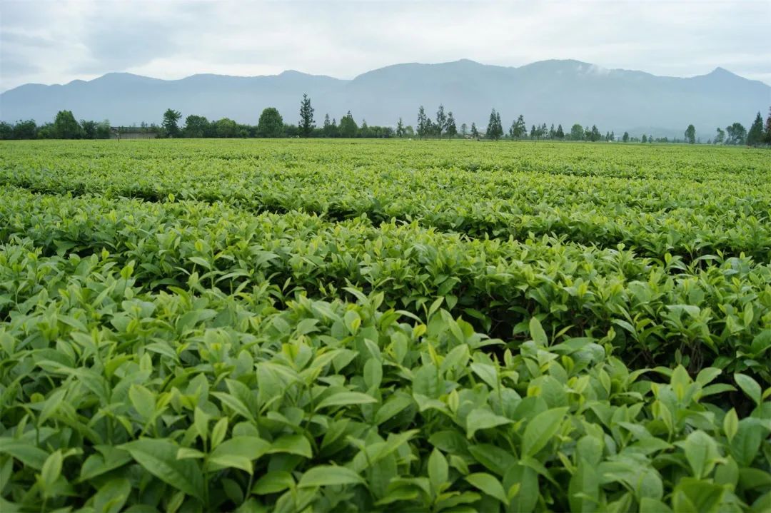 孕育了豐富的茶樹資源和卓越的茶葉品質,有關專家考證,這些生長在北