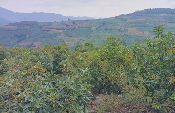 我在牛油果基地打工快三年了