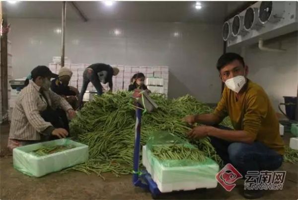 无筋豆在果蔬交易市场销售