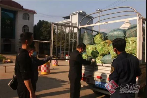 缅甸佤邦南邓特区的无筋豆运入中国境内