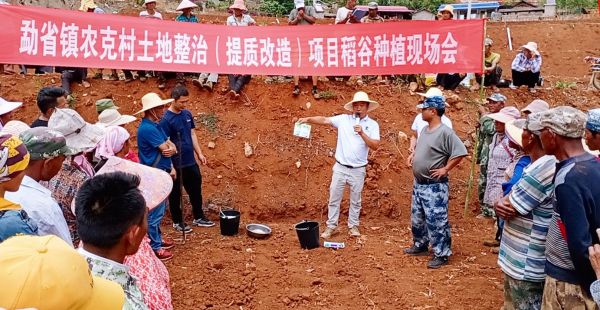 旱谷种植新闻用图