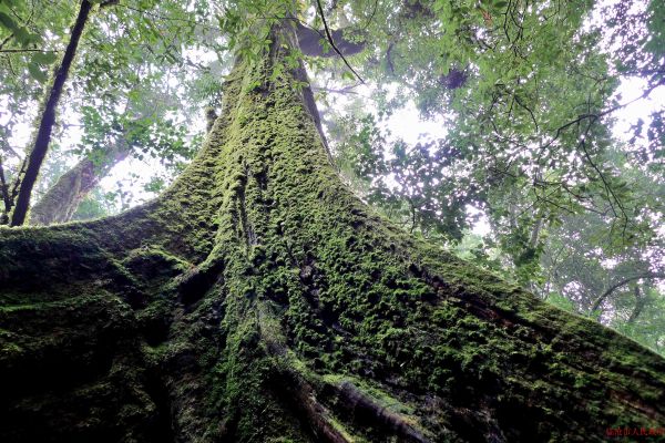 4、勐库万亩古茶树群--千年古茶-植根大地