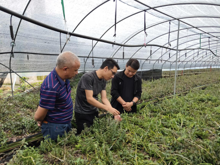调研耿马四方生物科技开发有限责任公司石斛基地