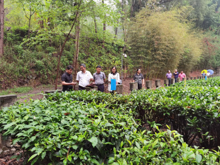 调研凤庆县滇红集团茶科院