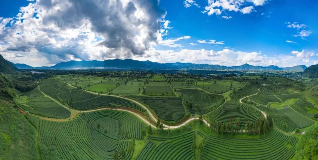 耿马县撒马坝6万亩茶海。(来源:耿马融媒).jpg