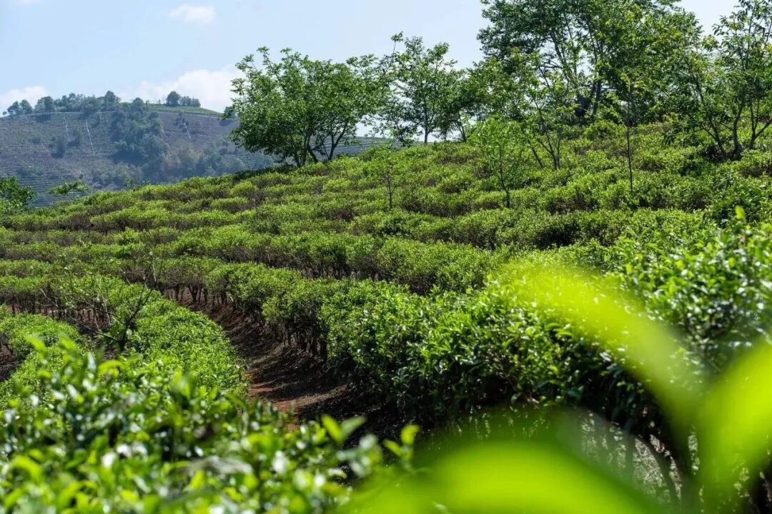 沧源县单甲乡的茶地。(来源沧源融媒).jpg