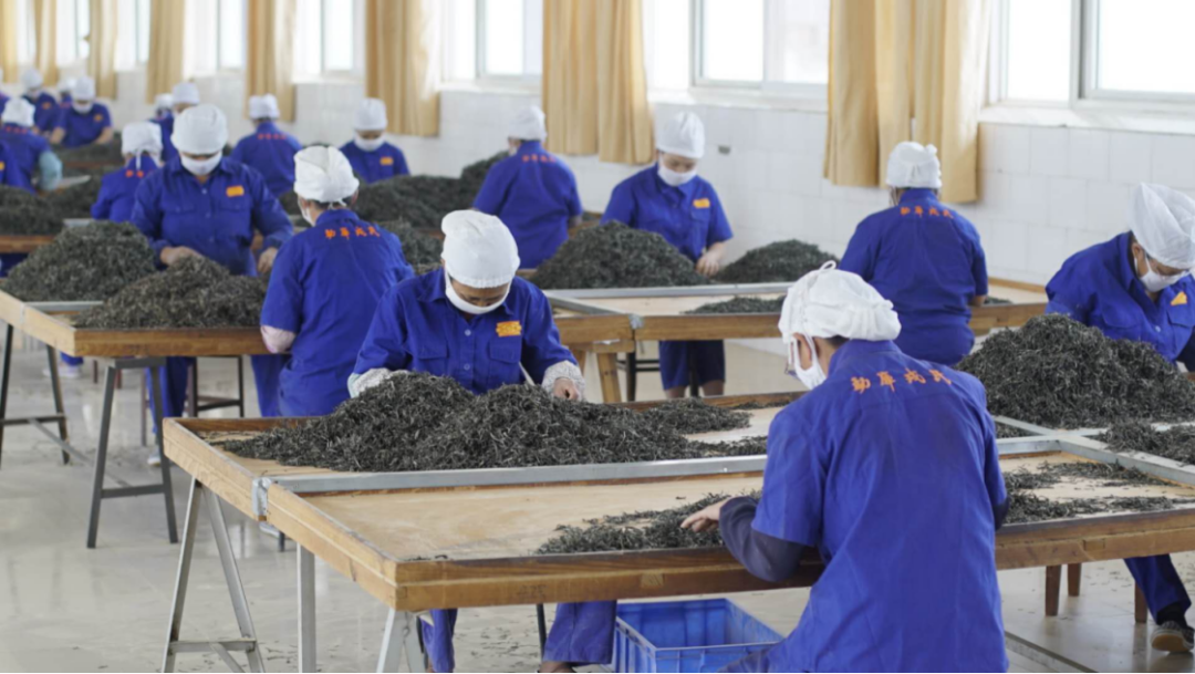 云南双江勐库茶叶有限责任公司(简称勐库戎氏)的车间长期稳定吸纳当地劳动力就业。(来源:双江融媒).png