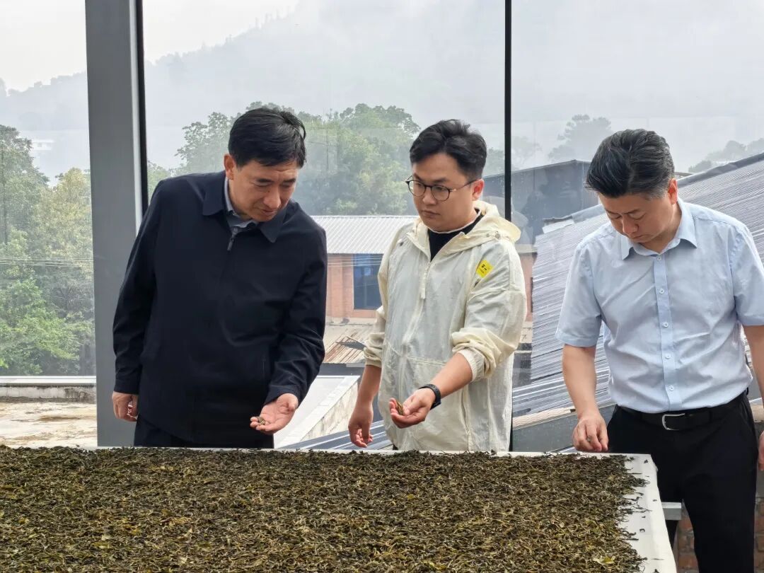 杜建辉在双江自治县调研春茶生产工作时强调 深挖“临沧茶”品牌价值 推动茶产业提质增效