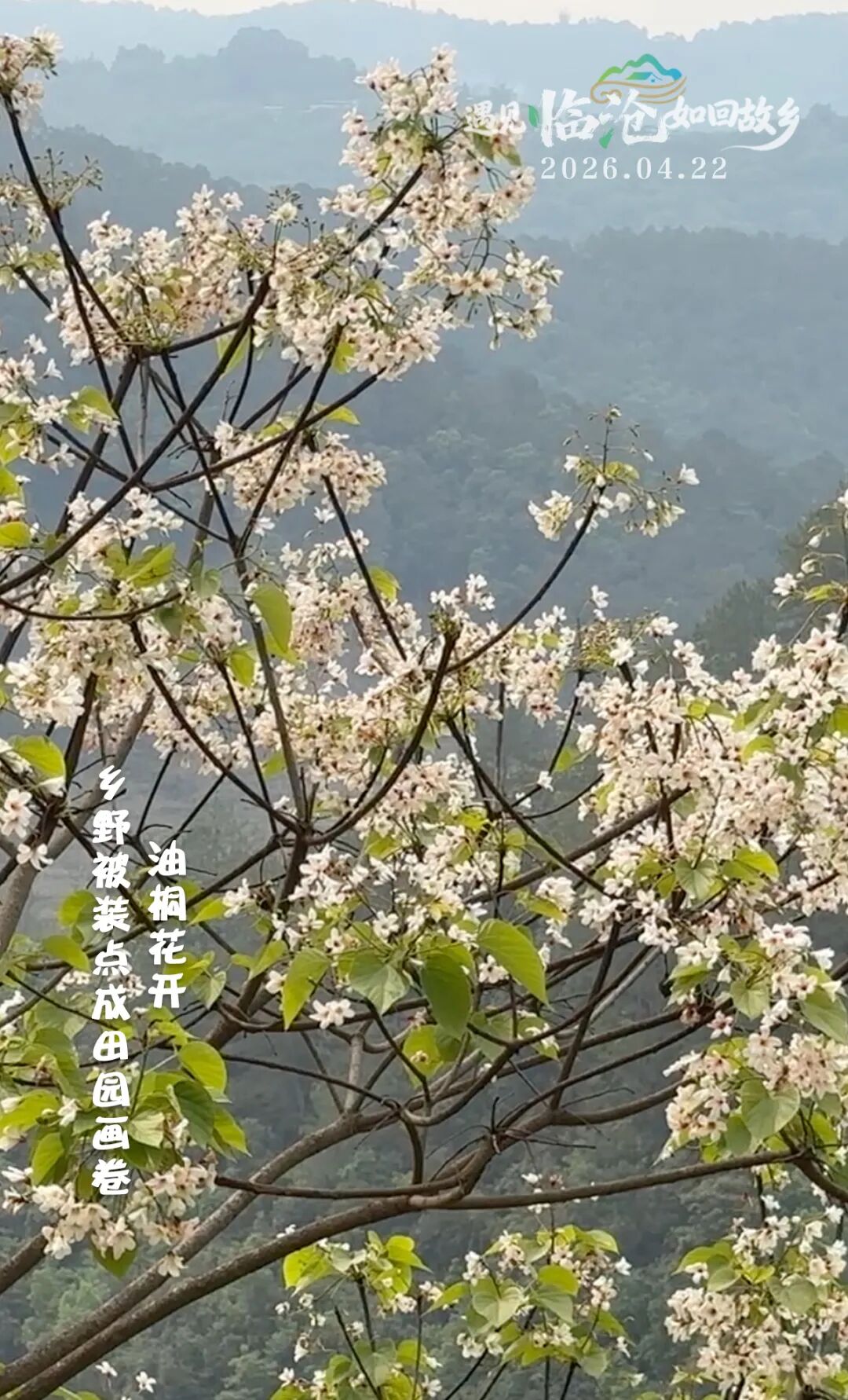 每日一景丨油桐花开，乡野被装点成田园画卷！