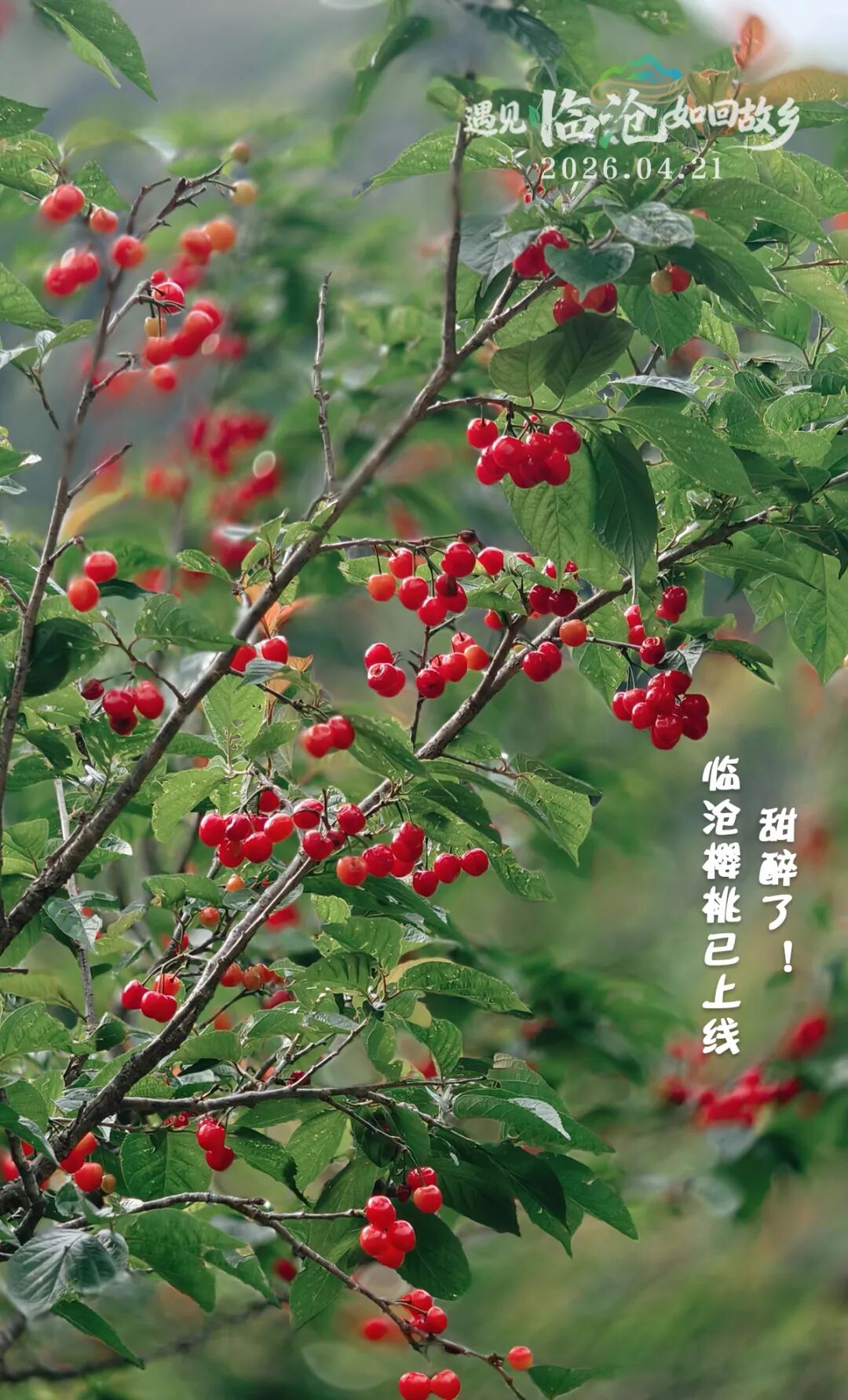 每日一景丨甜醉了！临沧樱桃已上线