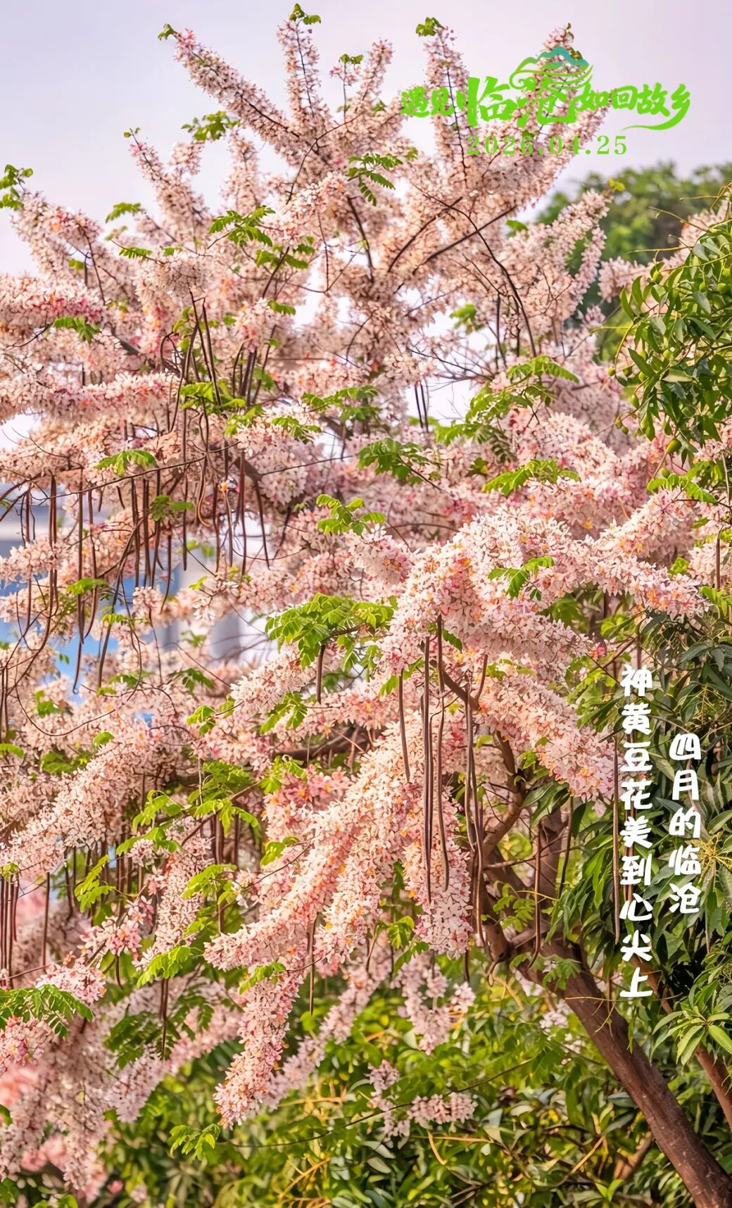 每日一景丨四月的临沧，神黄豆花美到心尖上！