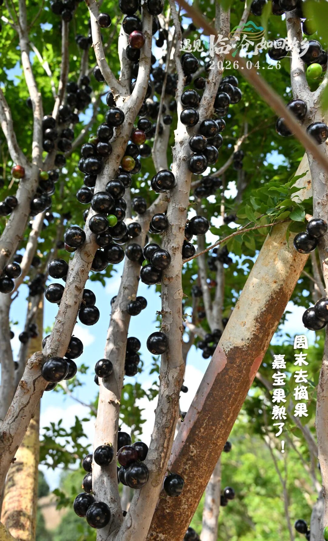 每日一景丨周末去摘果，嘉宝果熟了！