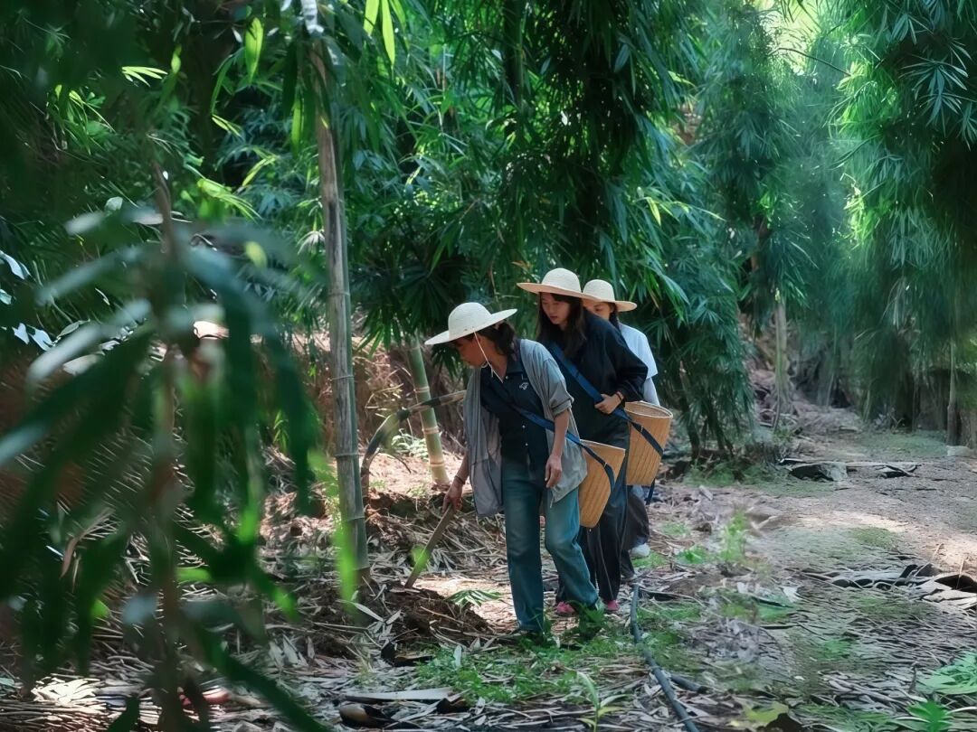 村民在竹林间寻找新长出的竹笋(2025年7月22日 牟真贵摄).jpg