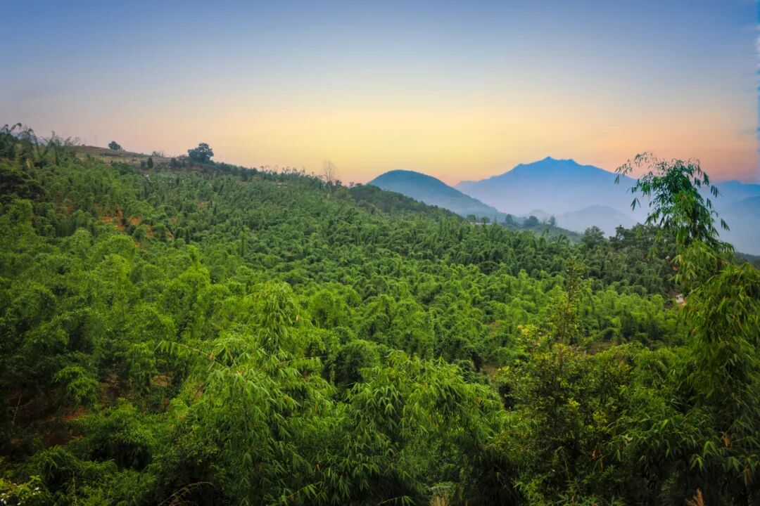 马台乡竹笋基地是全市最大的连片种植基地(2025年7月20日王少云摄).jpg
