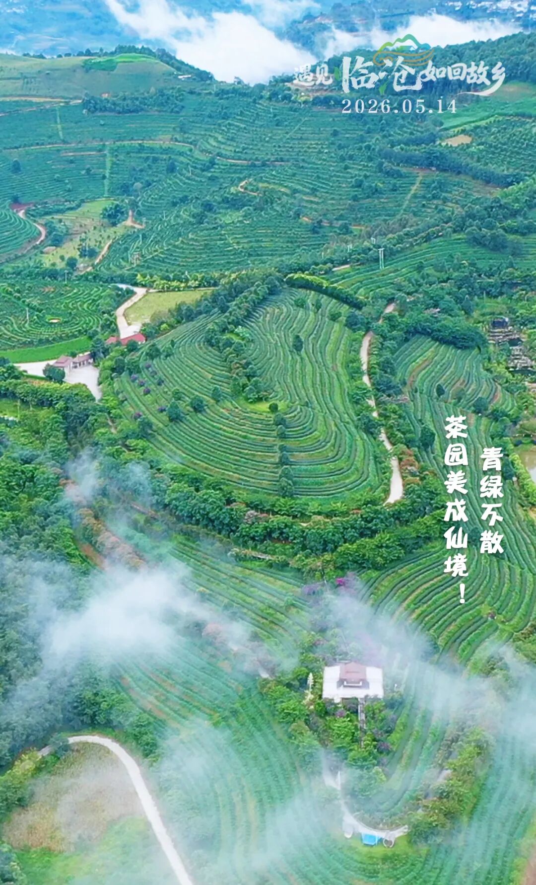 每日一景丨青绿不散，茶园美成仙境！