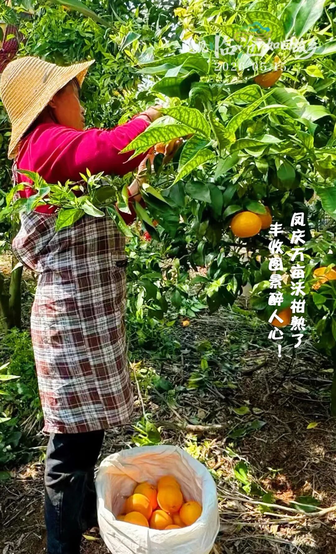 每日一景丨凤庆万亩沃柑熟了，丰收图景醉人心！