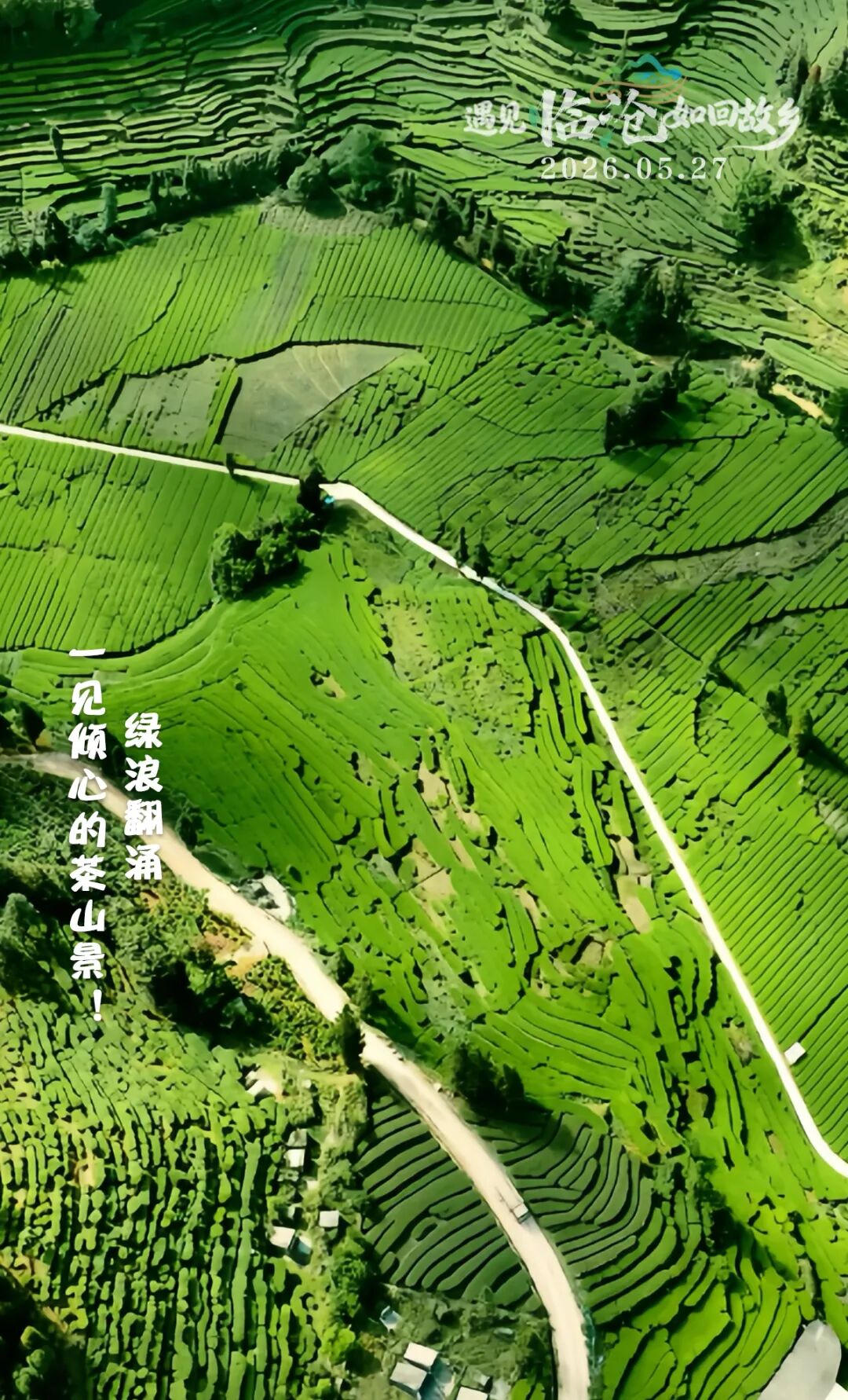 每日一景丨绿浪翻涌，一见倾心的茶山景！