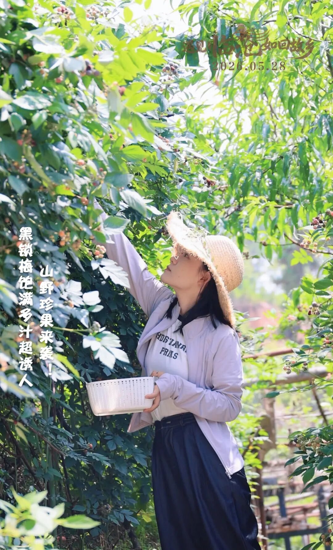 每日一景丨山野珍果来袭！黑锁梅饱满多汁超诱人