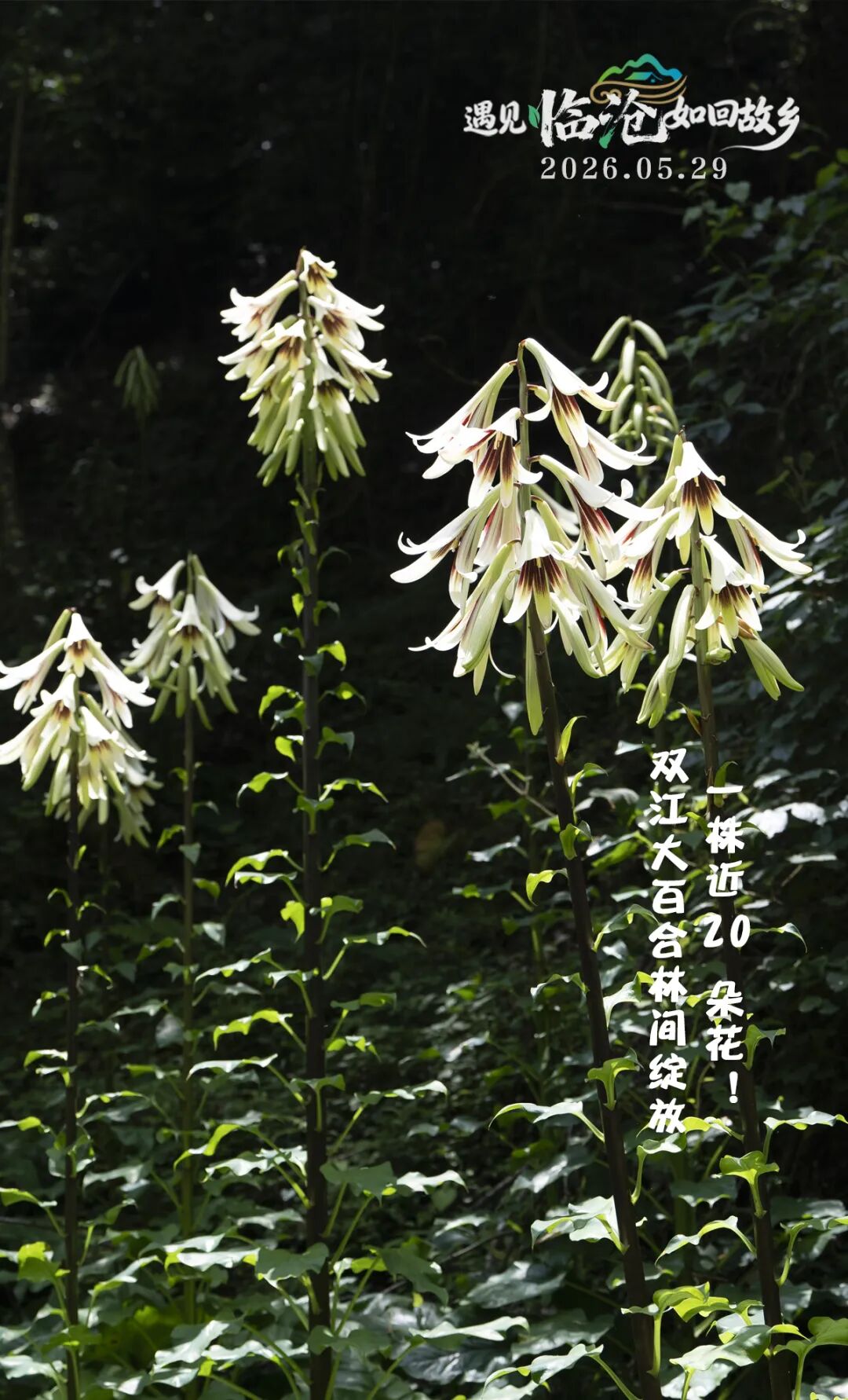 每日一景丨一株近20朵花！双江大百合林间绽放