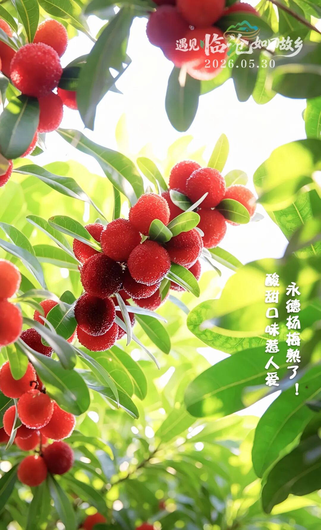 每日一景丨永德杨梅熟了！酸甜口味惹人爱