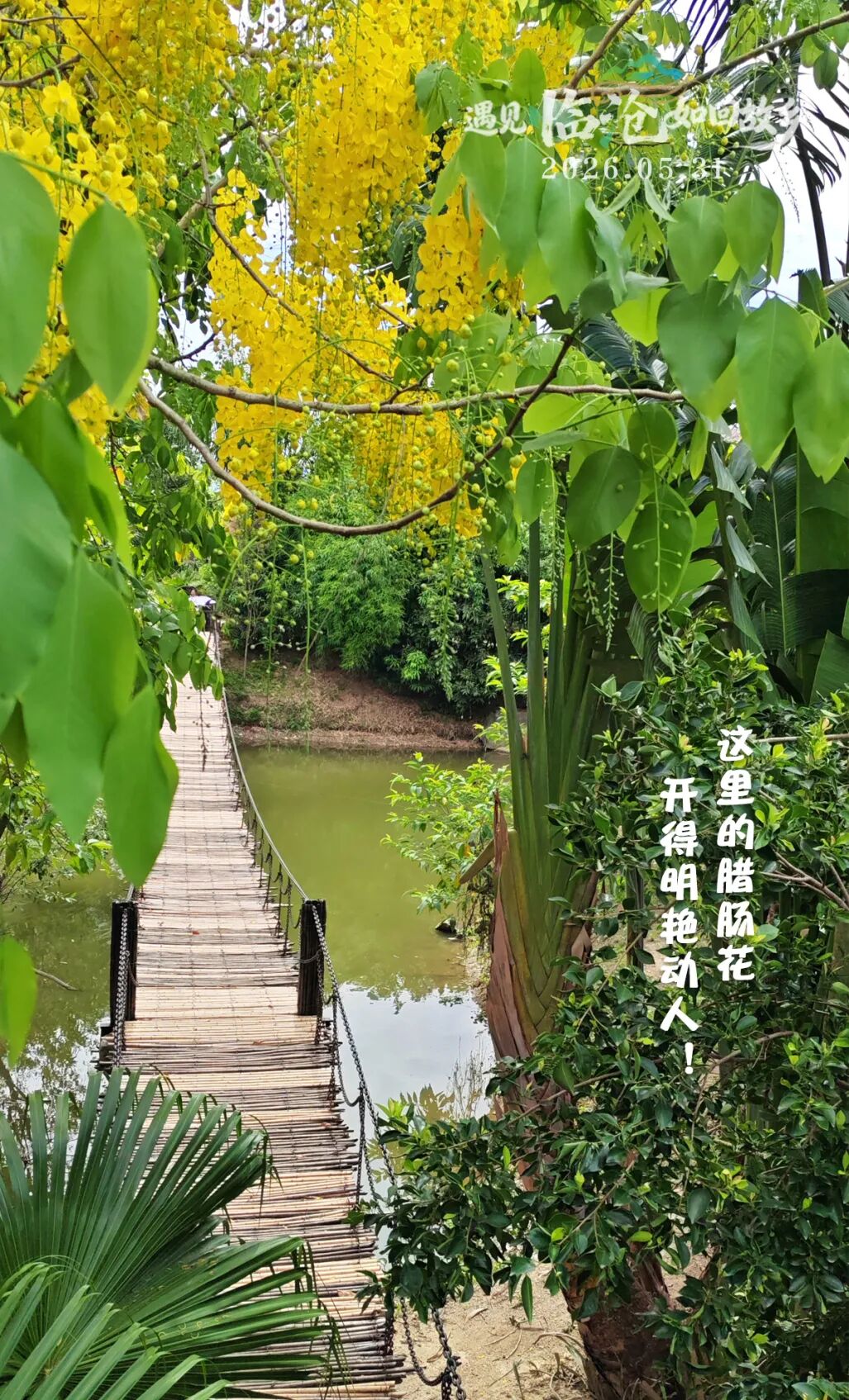 每日一景丨这里的腊肠花开得明艳动人！