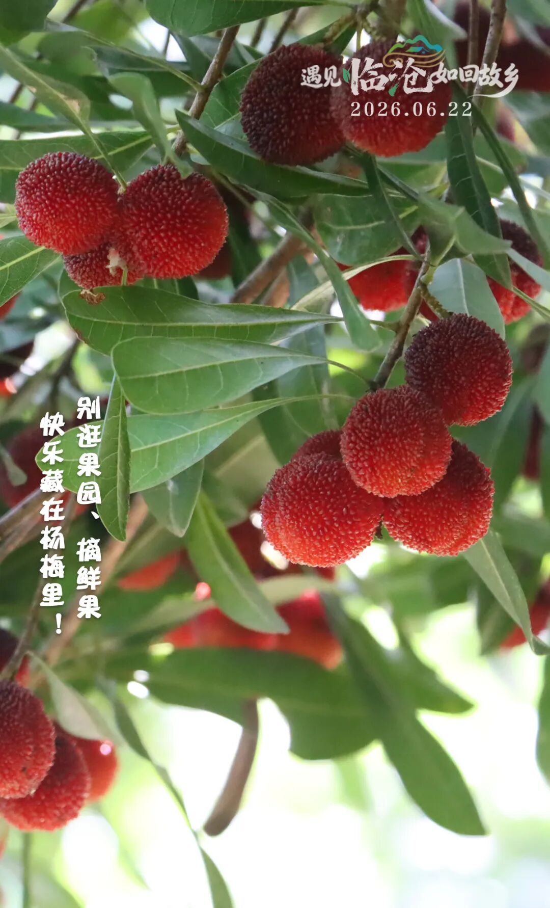 每日一景丨逛果园、摘鲜果，快乐藏在杨梅里！