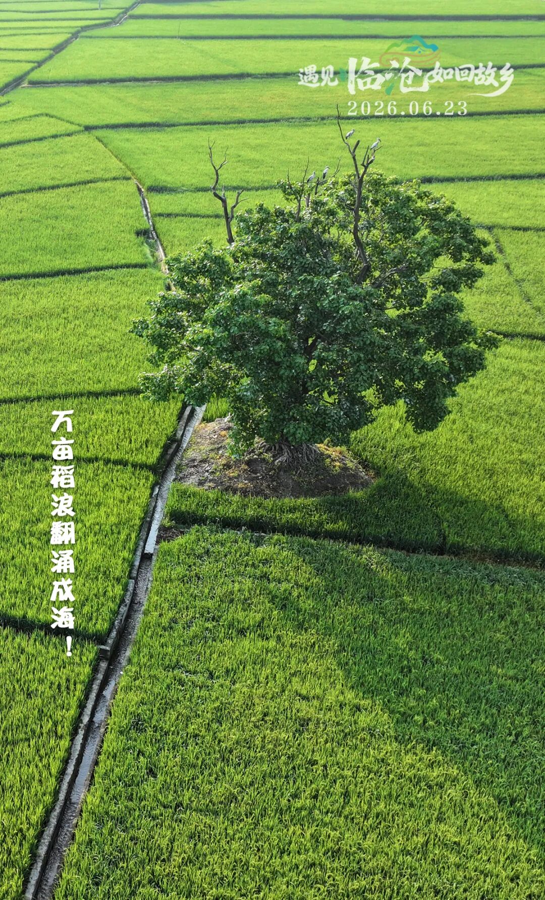 每日一景丨万亩稻浪翻涌成海！