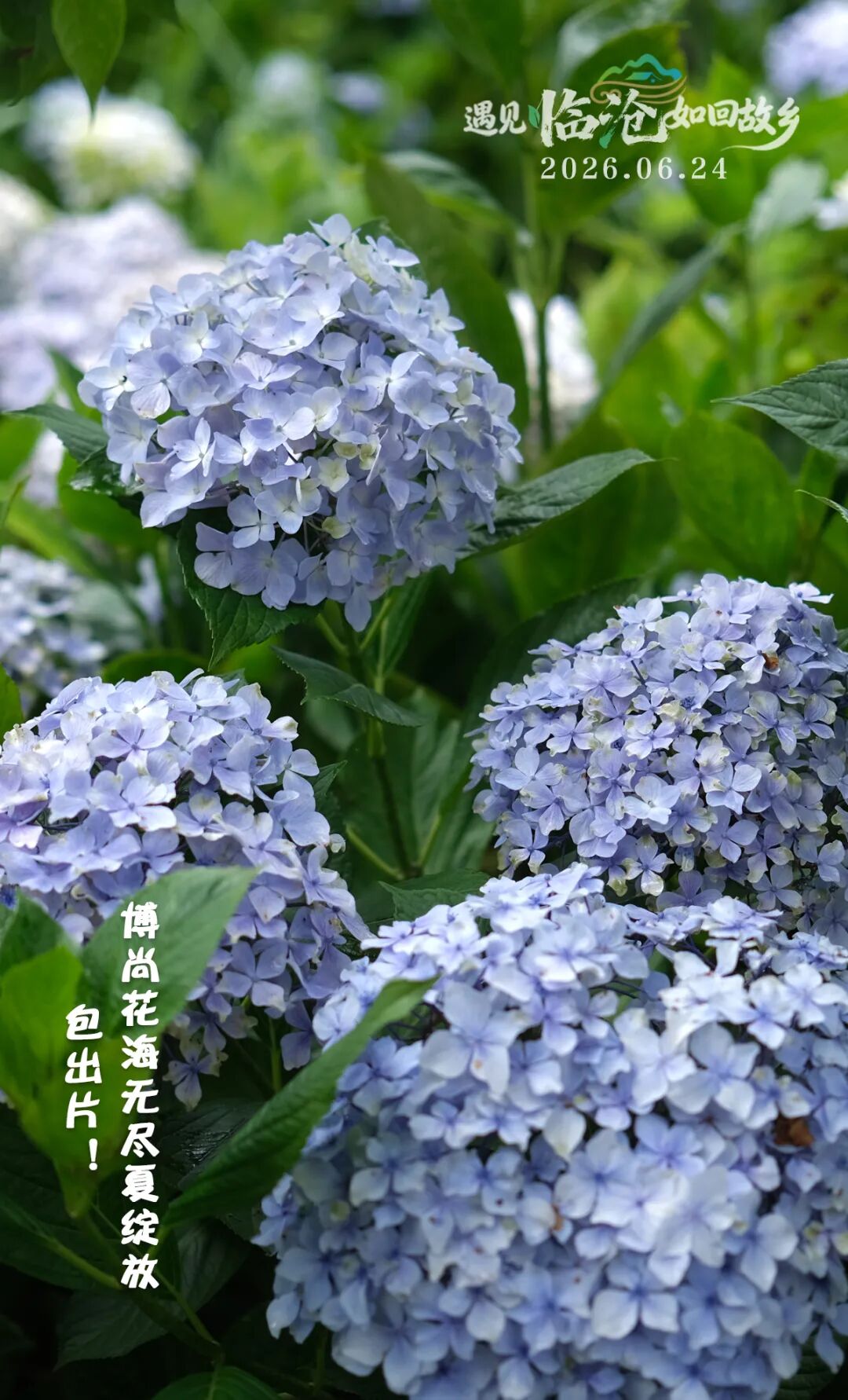 每日一景丨博尚花海无尽夏绽放，包出片！