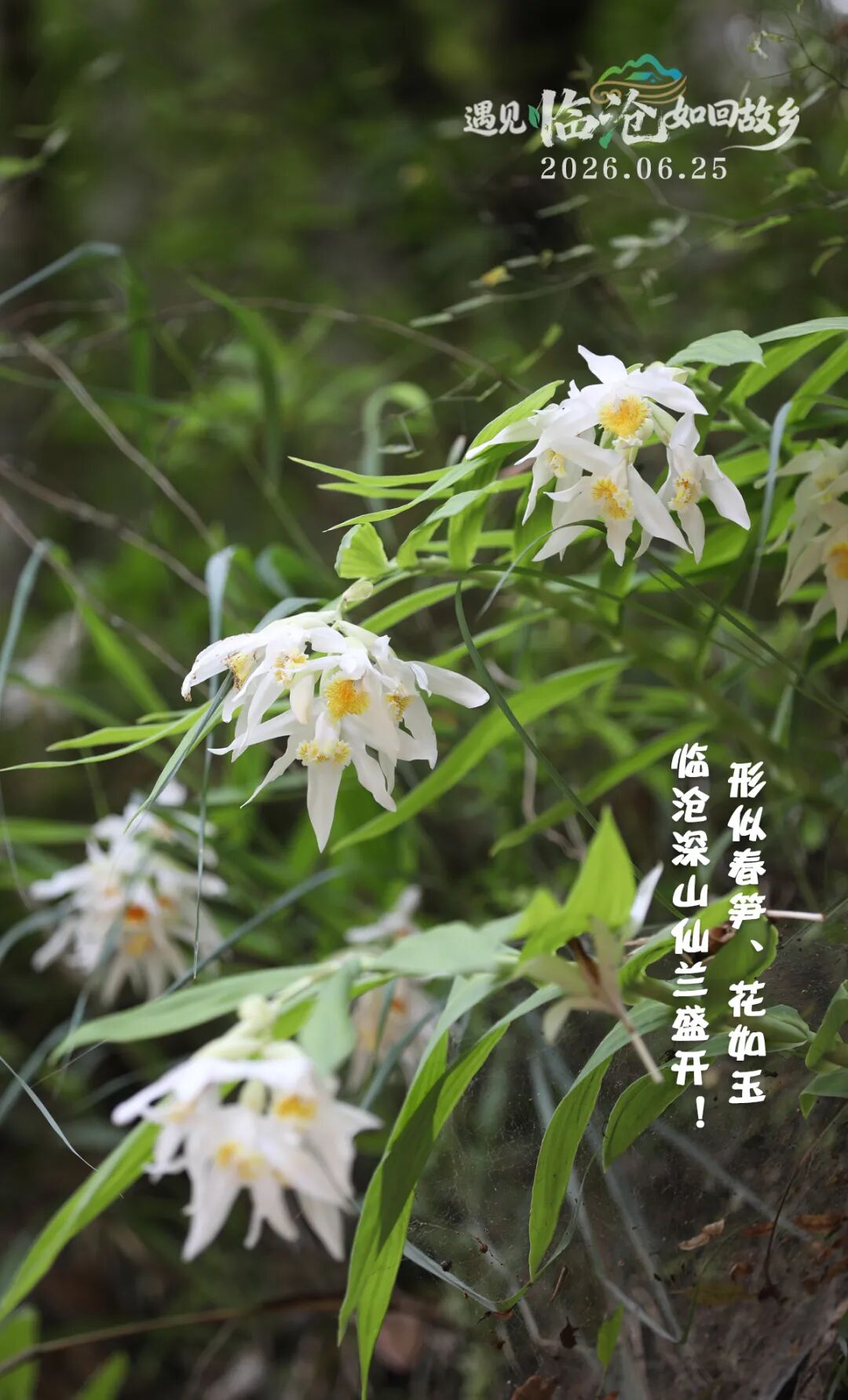 每日一景丨形似春笋、花如玉！临沧深山仙兰盛开！